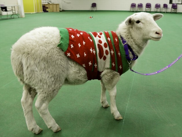 animal christmas jumper