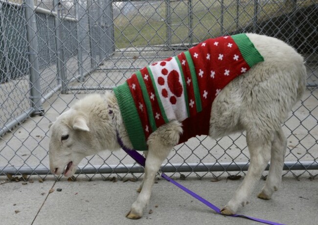 Sheep In A Sweater