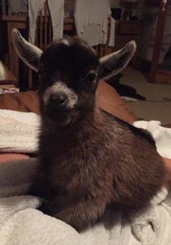 Mobile Uploads - Benjamin the Pygmy Goat | Facebook