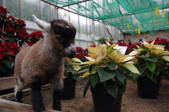 Cover Photos - Benjamin the Pygmy Goat | Facebook