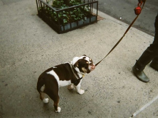 DogNYC