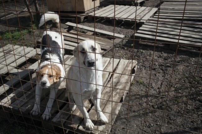 Sochi Rescue Dog Odyssey