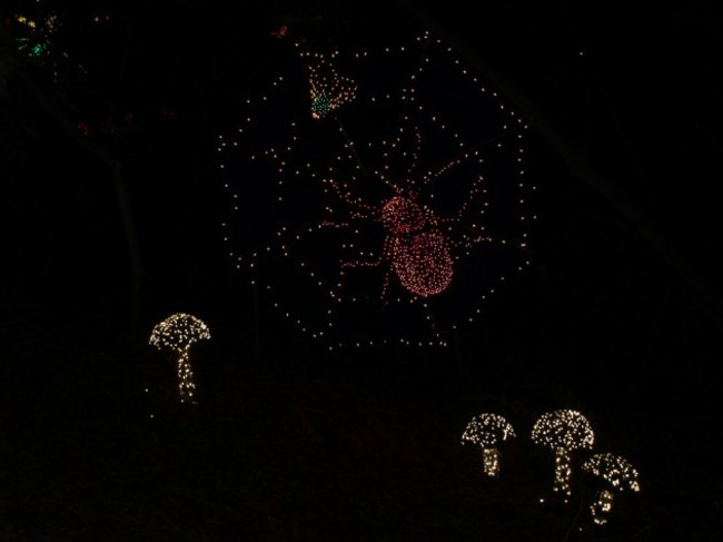 spider web lights