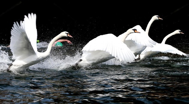 Competitors and swans during the Liffey Swim