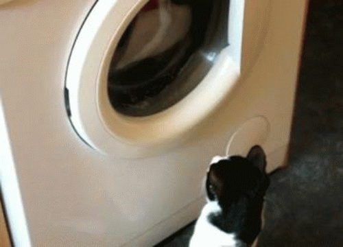 cat-attacks-washing-machine-o