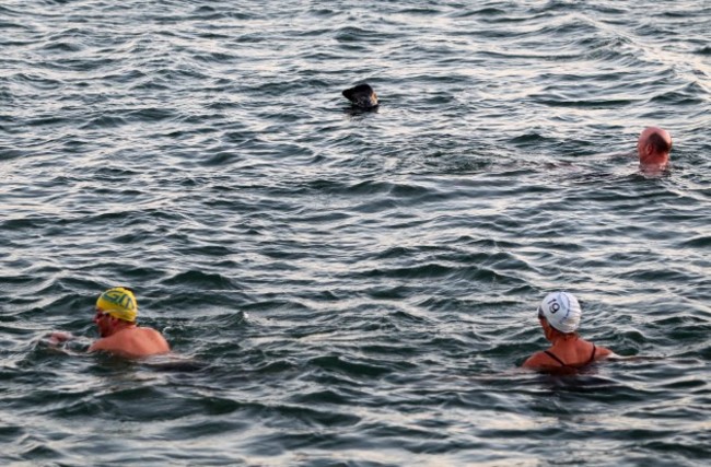 Christmas Day Forty Foot Swim. Picture