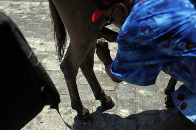 Chile Donkey Milk Photo Essay