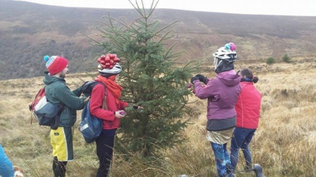 wicklow tree 2