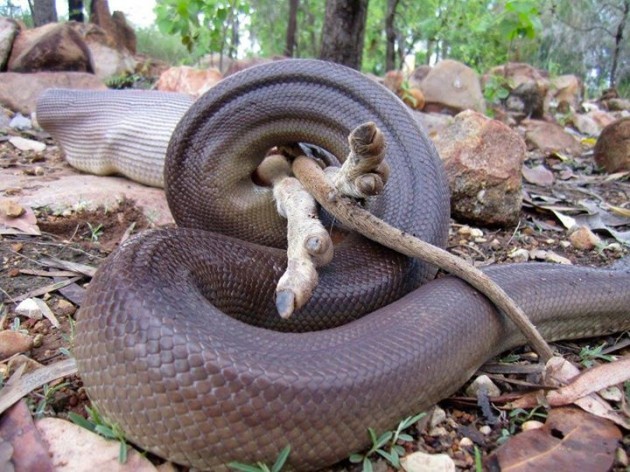 Ever wanted to see a python eat a wallaby? You're in luck