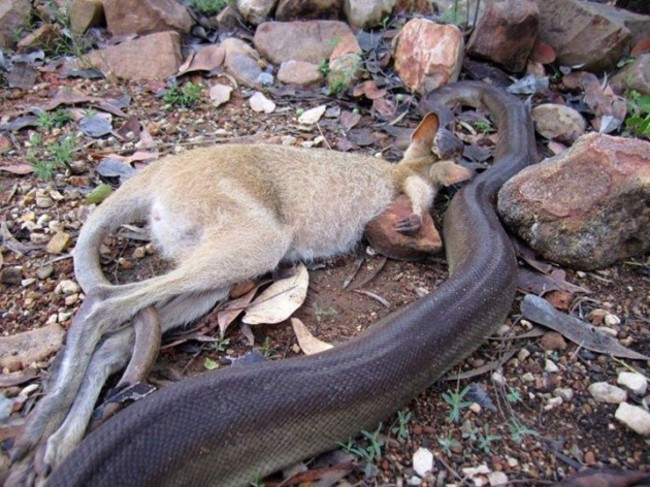 WOW! The not so agile Agile Wallaby! - Northern Territory Parks and Wildlife | Facebook