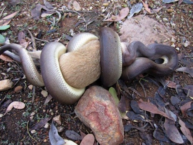 WOW! The not so agile Agile Wallaby! - Northern Territory Parks and Wildlife | Facebook