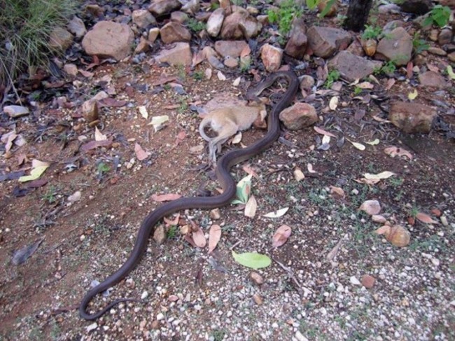 WOW! The not so agile Agile Wallaby! - Northern Territory Parks and Wildlife | Facebook