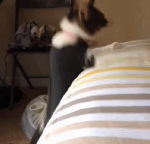 Cat Makes A Right Mess Of Jumping Up On The Bed The Daily Edge