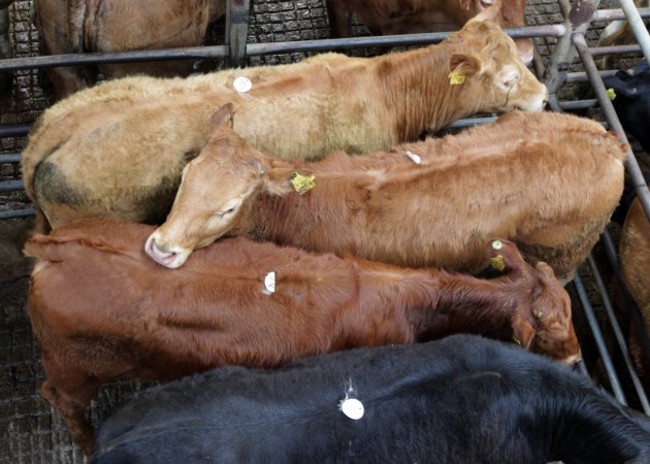 FILE PICS Ballyjamesduff Livestock Auct