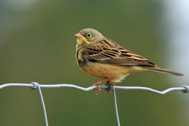 7232074202_6a4092ea1f_z