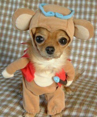 164606d1346343729t-dressed-up-dogs-dressed-up-dog