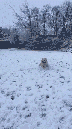 dog gif