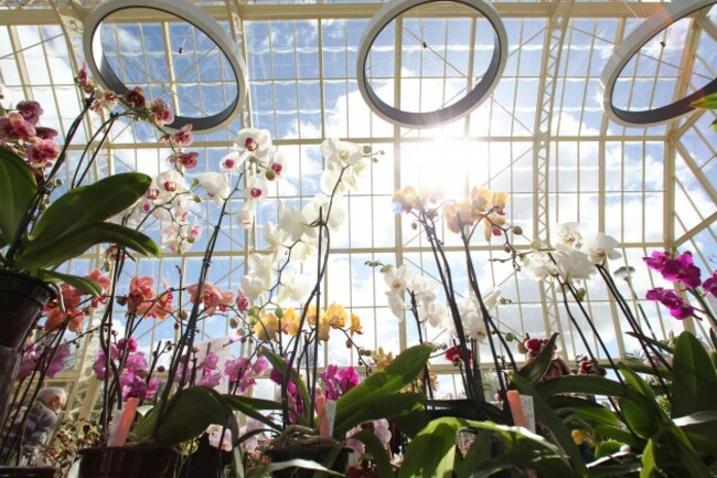 Dublin Orchid Fairs