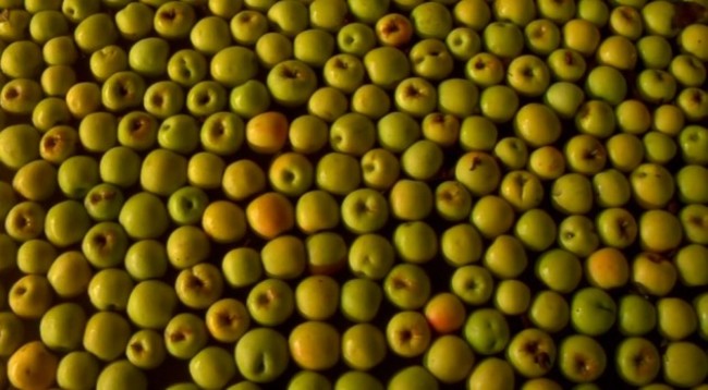 golan apples a