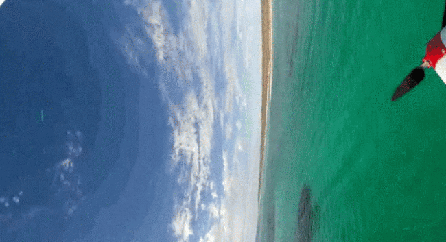 gif1 sea