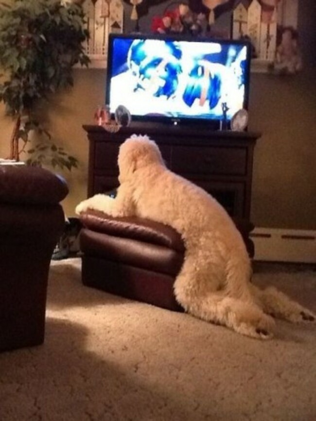 a.baa-Dog-Watching-TV-In-Strange-P