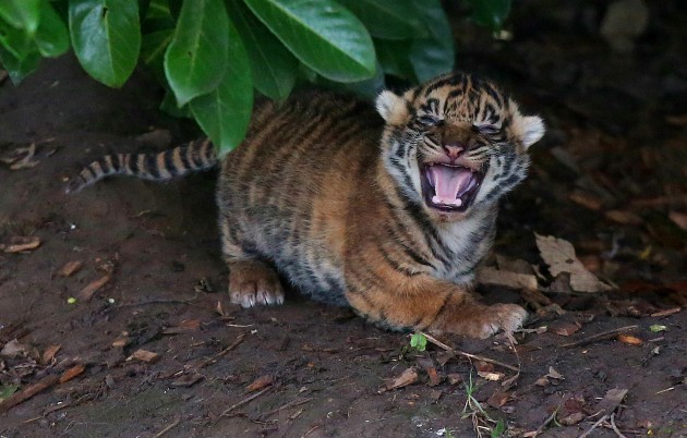Sumartran tigers born at Chester Zoo