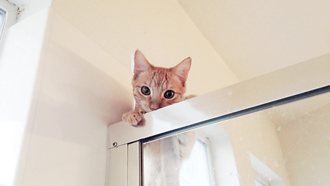 First time cat owner = first time being watched in the shower by a non-person