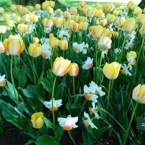 1000 followers - many thanks indeed. #flowers #tulips #spring #soon #hopeful