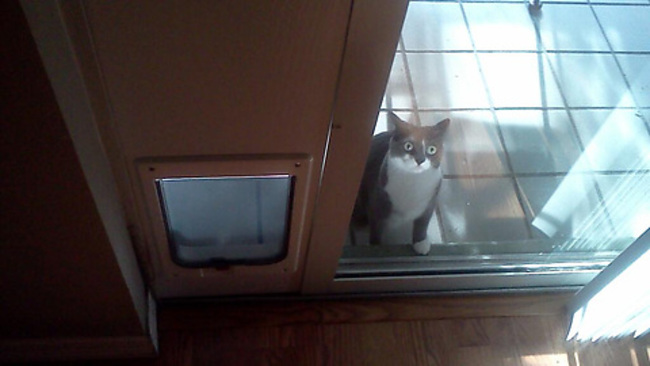 She hasn't quite mastered the concept of a cat door yet.