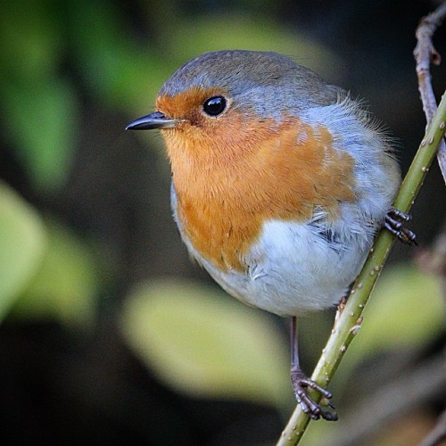 Another of my friend from this morning, such Christmassy little bird