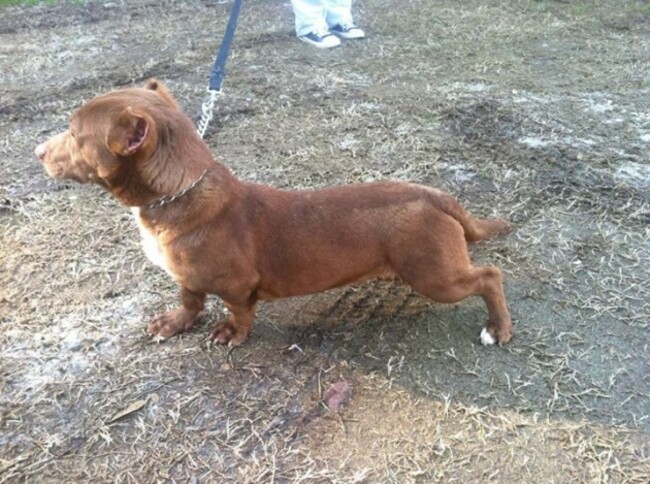 Mobile Uploads - Moultrie Colquitt County Humane Society | Facebook