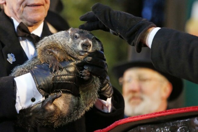 Punxsutawney Phil, Ron Ploucha