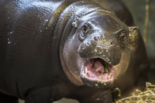 Pygmy hippo birthday at Bristol Zoo Gardens