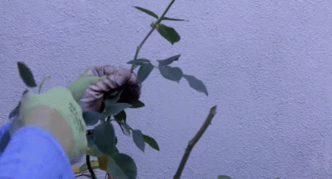 Rose pruning
