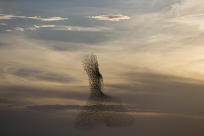 Mideast Israel Starlings