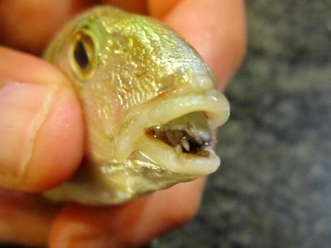 Cymothoa_exigua_parassita_Lithognathus_mormyrus