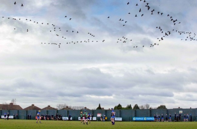 Flocks of geese fly over