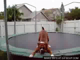 dog trampoline