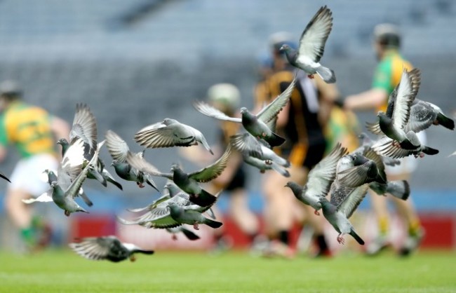 Pidgeons on the pitch during the game