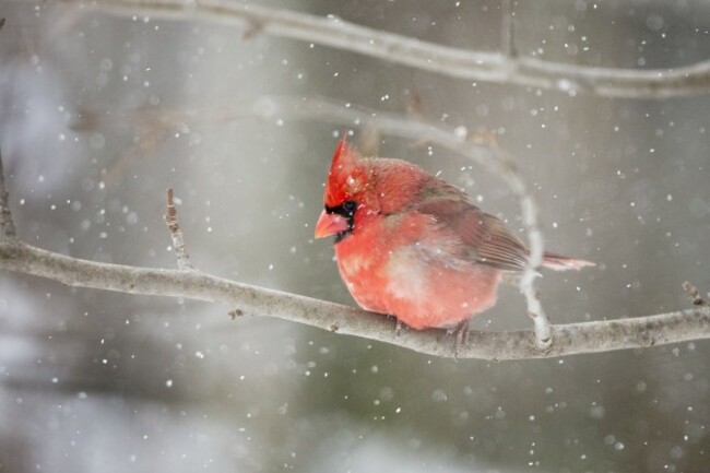 Winter Weather Kentucky