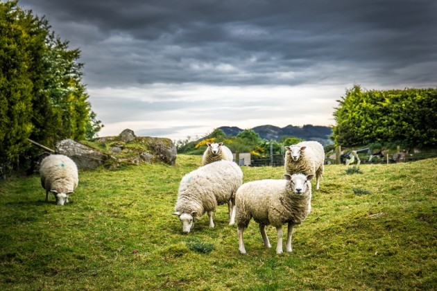 Irish sheep