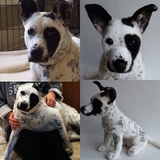 We get asked all the time how we handle special markings on your pets. When placing your order you will be asked to upload pictures of all angles of your pet. Then there is a section called Distinguishing Characteristics where you can add 3 more pictures along with comments. As you can tell Annie has a very special coat and so does her Cuddle Clone! #CuddleClones #CuddleClone #stuffedanimal #petreplica #dog #dogsofinstagram #furbabies #ccspecial