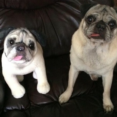 stuffed animal replicas of your pets