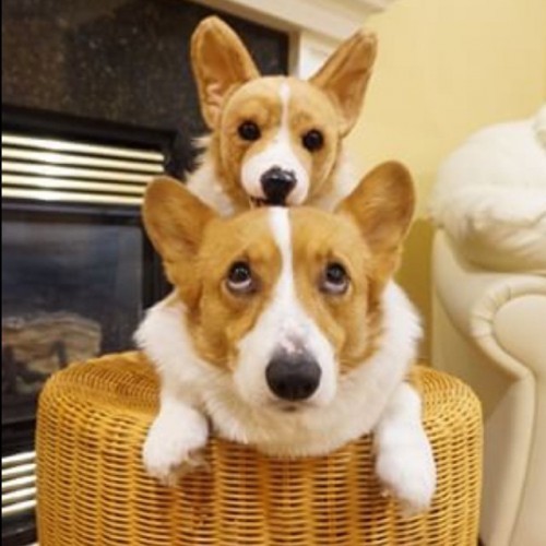 You asked to see the breed Welsh Corgi so here is our friend @corgistagram Loki and his Cuddle Clone. They are trying to name his mini me right now so go over and help! #CuddleClones #cuddleclone #corgi #welshcorgi #stuffedanimal #petreplica #dogsofinstagram #dog #furbabies #mycuddleclone #ccwelshcorgi