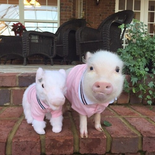 Now that's some pig! Here is our friend Poppleton from @prissy_pig looking too cute with his #cuddleclone. You think Poppleton is cute?!?! Wait till you see his sister! #CuddleClones #stuffedanimal #petreplica #pig #micropig #mycuddleclone #ccmicropig