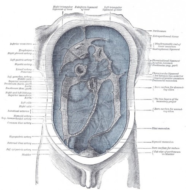 peritoneum