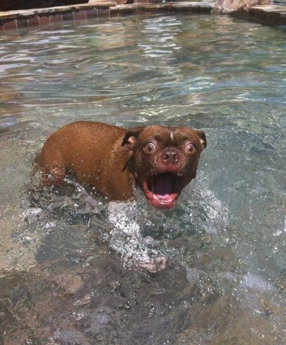 a.baa-Dog-shocked-in-water