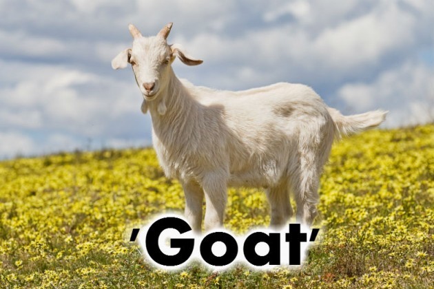 goat2