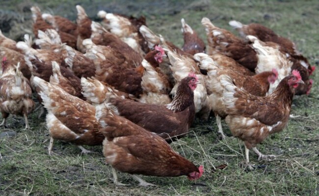 European Union Bans on Hens