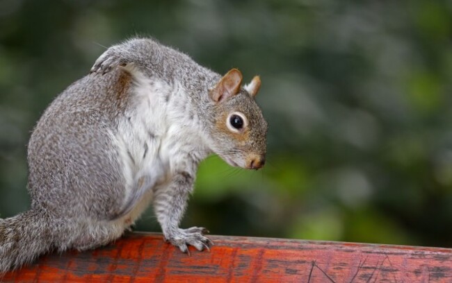 South Africa Squirrels